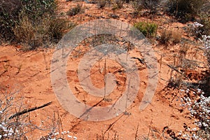 ground and wild vegetation in the bush - western australia