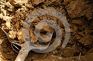 Ground works. Digging hole and clay soil in square-faced shovel