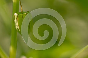 A groundcherry plant with green leaves, the stem is hollow in the middle and green