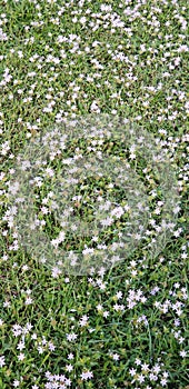 Groundcover with blooming flowers