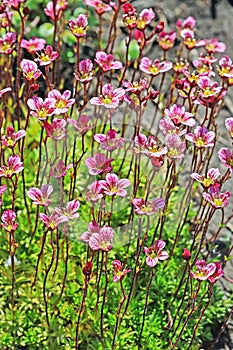 Groundcover garden plant - Arends Saxifraga (Saxifraga arendsii)