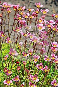 Groundcover garden plant - Arends Saxifraga (Saxifraga arendsii)