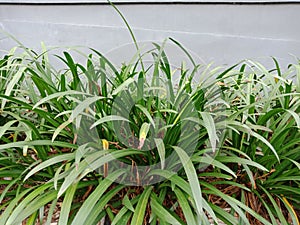 Groundcover of hymenocallis caroliniana plant, spiderlily.