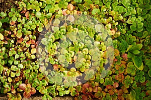 Groundcover low-growing decumbent plant with a red tint.Texture