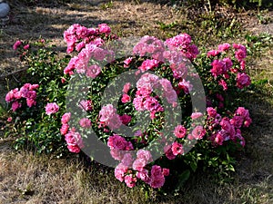 Groundcover pink rose bush.