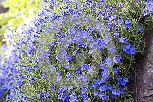 Groundcover plant Lithodora is covering a slope with lovely blue flowers