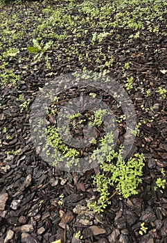 groundcover plants growing on soil