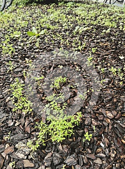 groundcover plants growing on soil