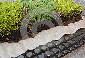 Groundcover plants stonecrops and houseleeks Sempervivum in landscape design. Growing Stonecrops on geotextile and geomembrane