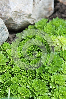 Groundcover of a rock garden