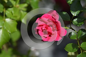 Groundcover Rose Toscana