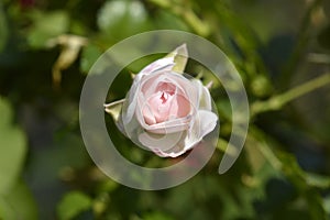 Groundcover Rose White Hedge