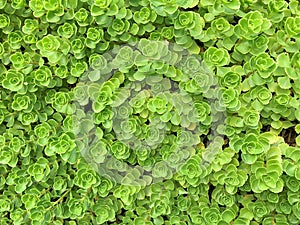 A groundcovering Sedum plant