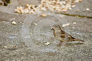 A grounded grey tit bird