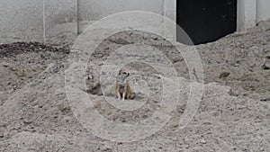 Grounded Majesty: Meerkat (Suricata suricatta) in a Moment of Tranquil Contemplation