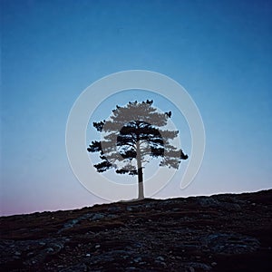 Grounded Tree Below Pastel Sky Glow photo
