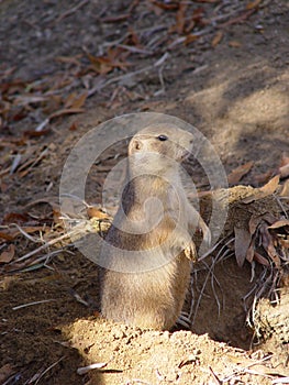 Marmotas 