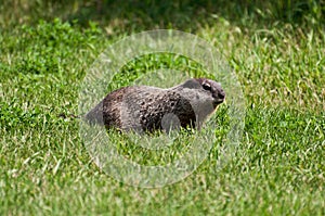 Groundhog