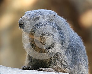 Groundhog photo