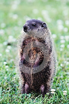 Groundhog