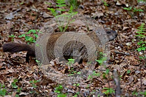 Groundhog between 2 ferns