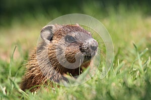 Groundhog photo