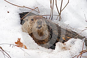 Groundhog