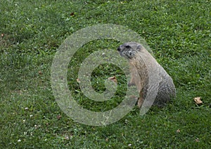 Groundhog