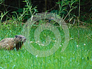 Groundhog against tall grass and weeds