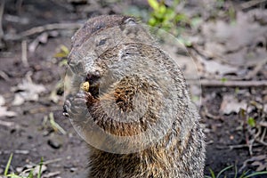 Groundhog along a woodland trail eating a peanut discarded by a hiker.