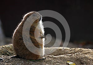 Groundhog in backlight photo