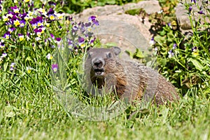 Groundhog eating