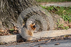 Groundhog Eating Acorns on Side of Road