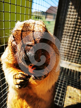 Groundhog eating carrot on a sunny day