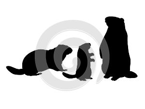 Groundhog family. Silhouettes rodent of animals