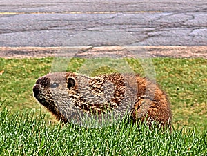 Groundhog first spring day out