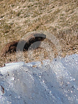 Groundhog first spring day out