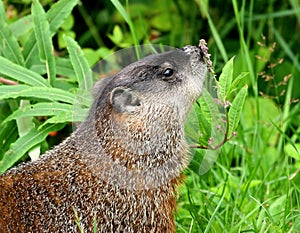 Groundhog and flower