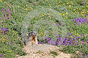 A groundhog in the slopes of Vanoise photo