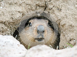 Groundhog gently peeps out of mink, Baikonur, Kazakhstan