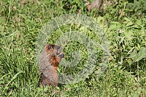 Groundhog gnawing a carrot