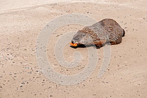 Groundhog gnawing a carrot