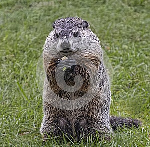 A Groundhog Grasps a Snack