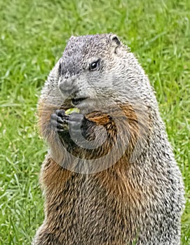 A Groundhog Grasps a Snack