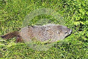 Groundhog in the grass