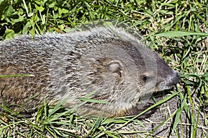 Groundhog in the grass from above