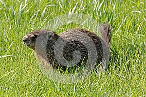 Groundhog in the Grass
