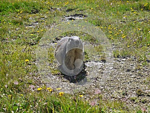 A groundhog on guard duty