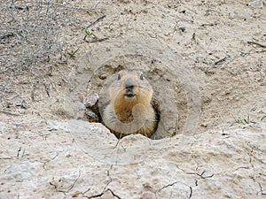 Groundhog after hibernation, Baikonur, Kazakhstan
