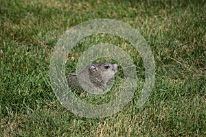Groundhog hiding in the grass